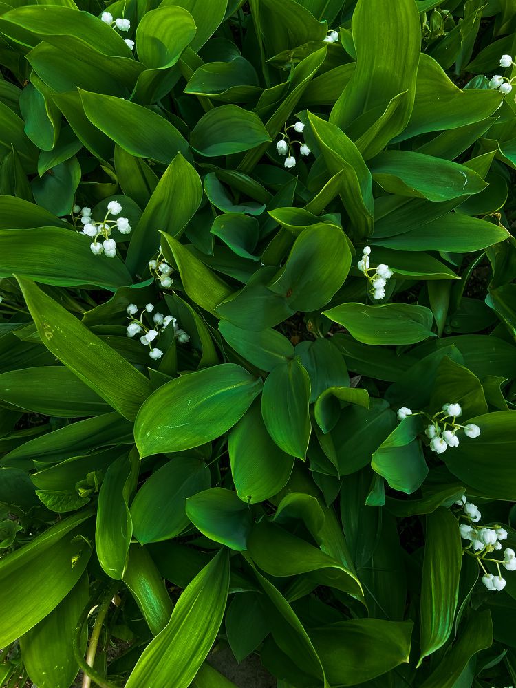 Photograph by Анна Леонова