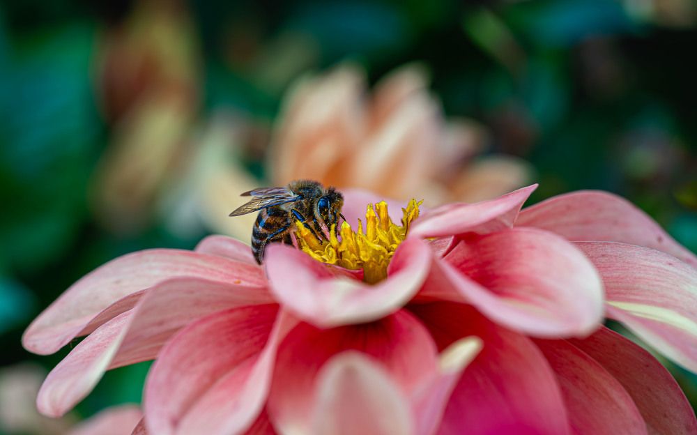 Пчёлочка златая.