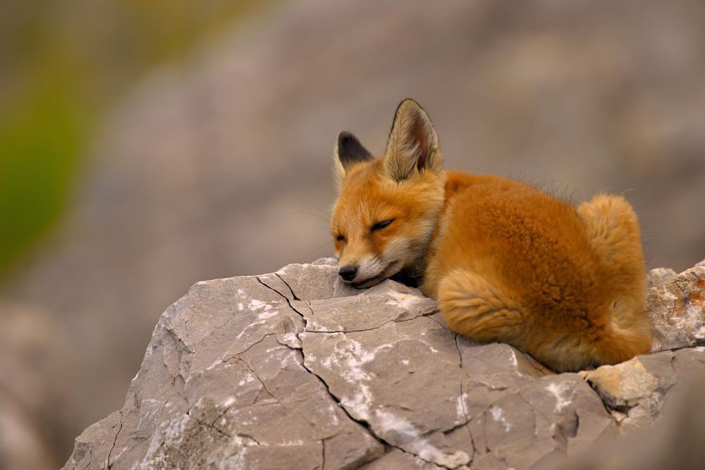 Лисенок утомился.