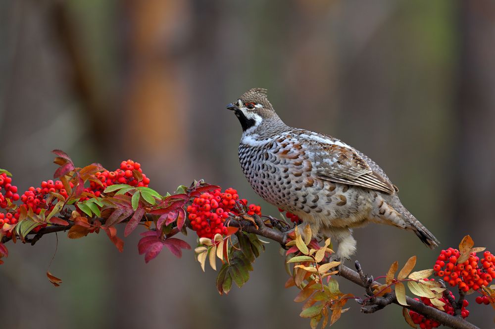 Рябчик на рябине.