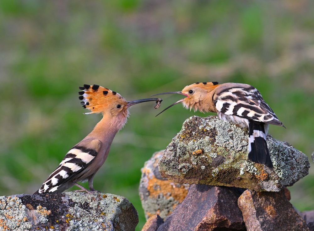 Удоды, пора любви.