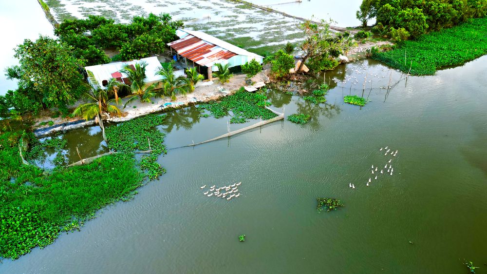 Vịt về chuồng