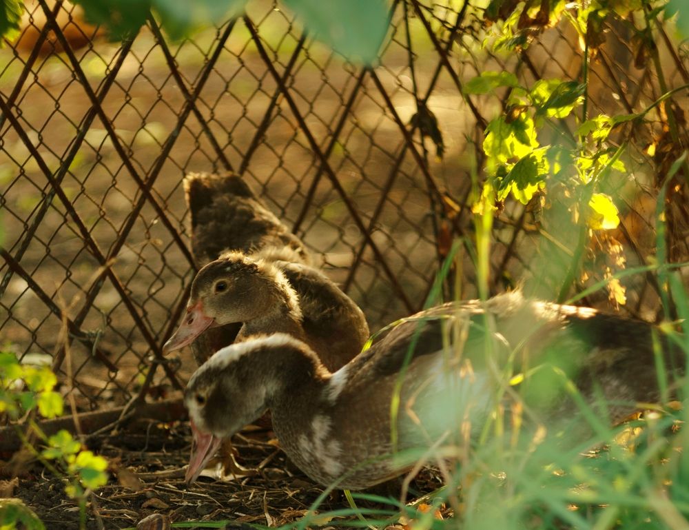 Фотография автора Мария Степина