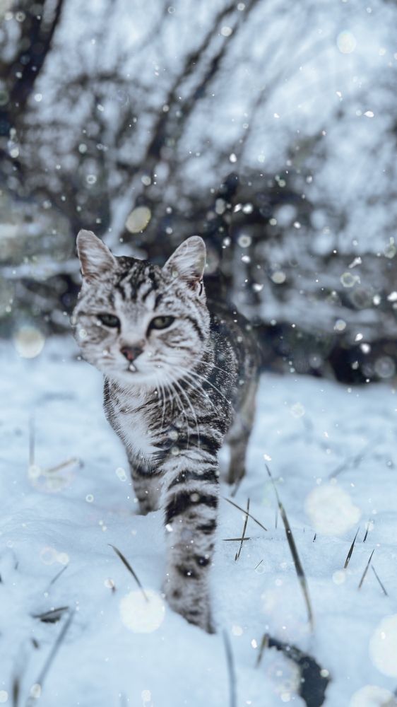 Мобильная фотография