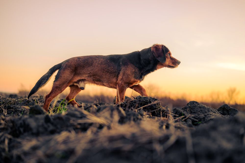 Photograph by Omer Gojak