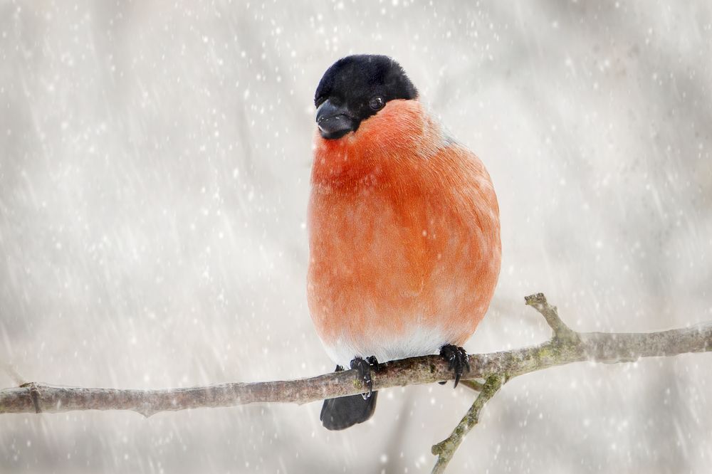 Photograph by Татьяна Семенова