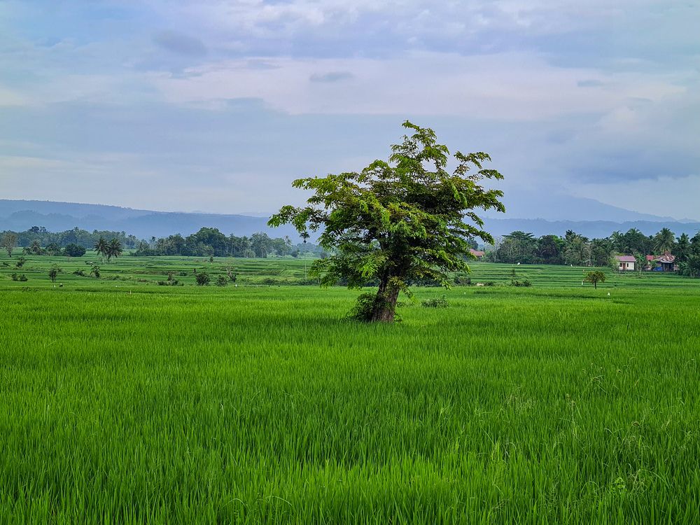Rice fields