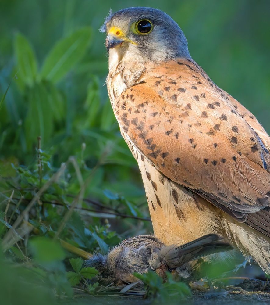 Фотография автора Sebastian Popa