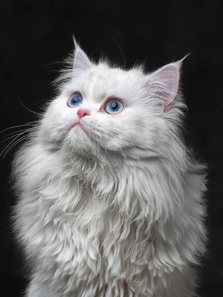 Photograph by Hasan Nazari