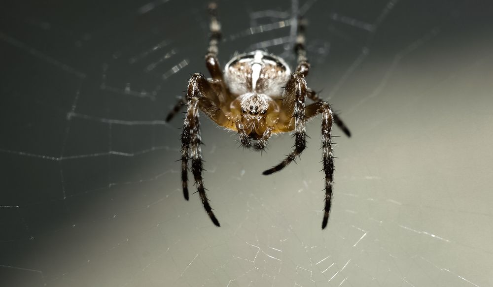 Spider-Cross in close-up