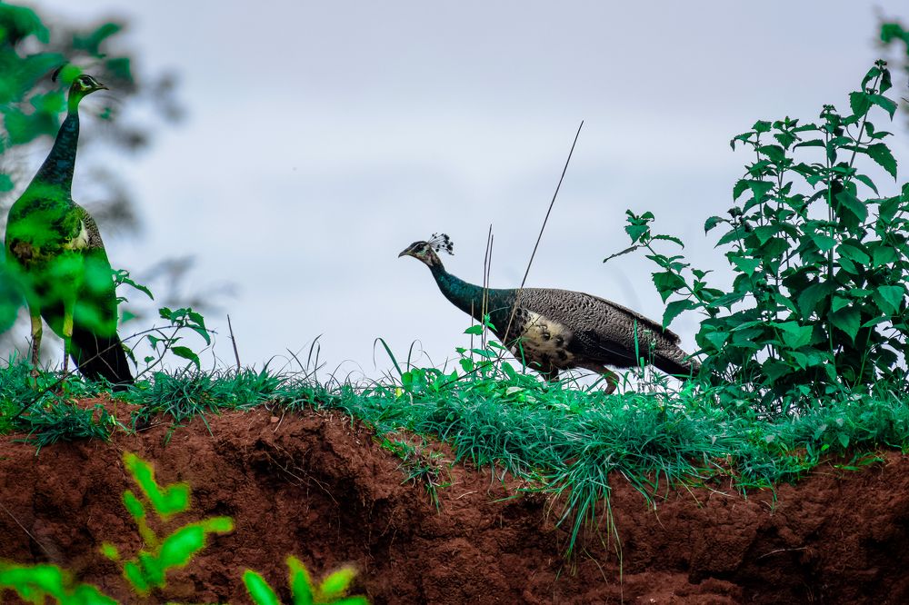 INDIAN PEACOCK AND PEAFOWL