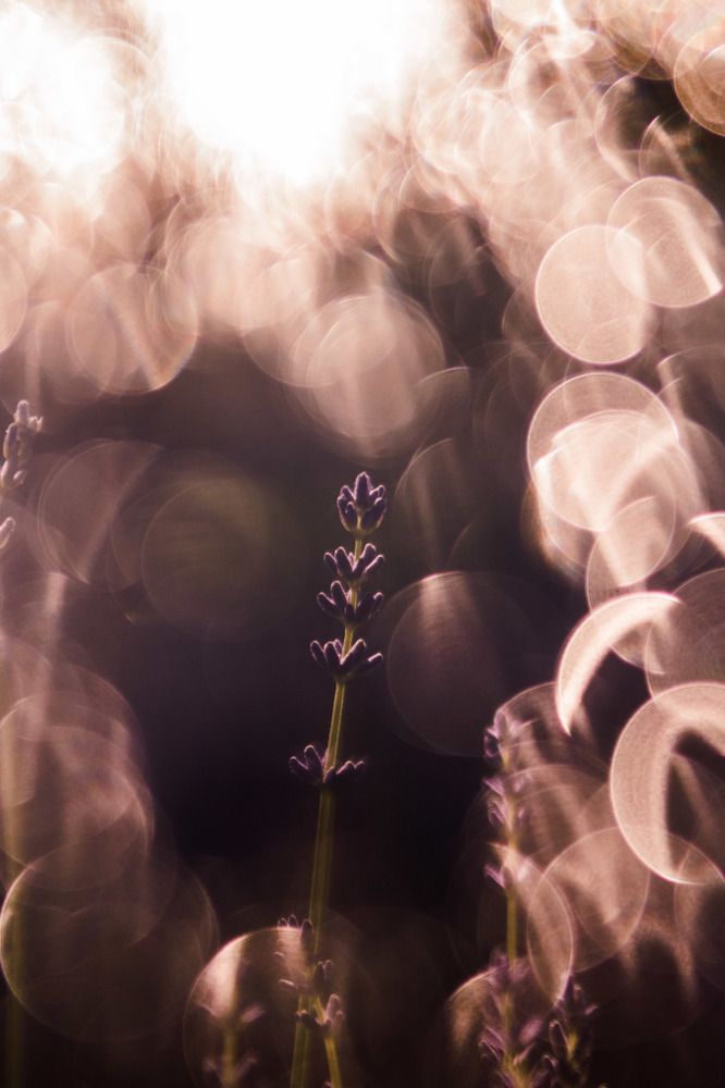 Photograph by Катя Цвет