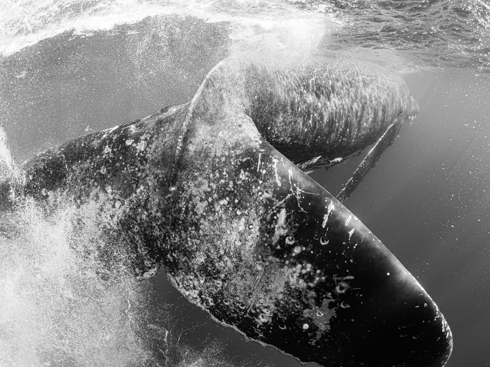 Humpback Whale's Tail Kick