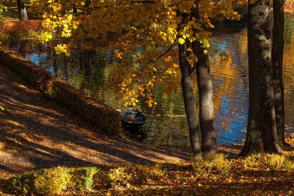 Петергофская золотая осень.