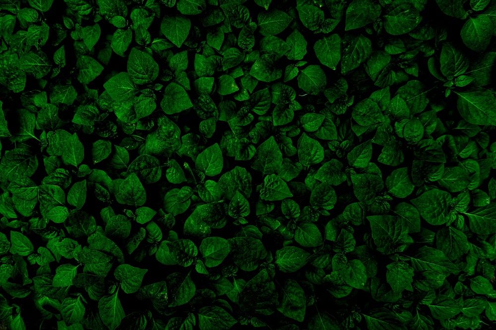 Photograph by Shashank Sinha