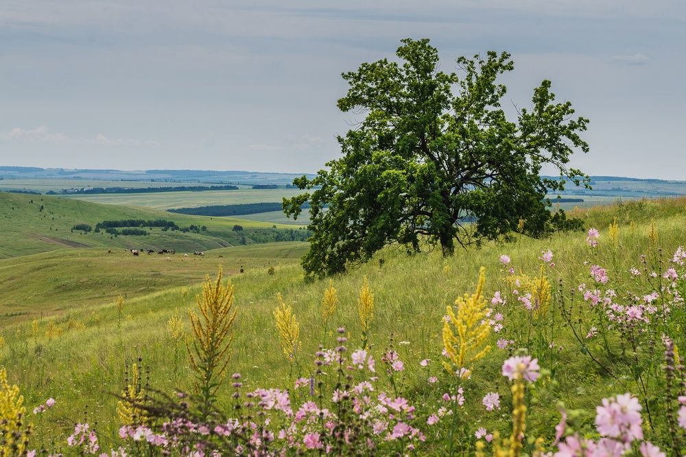 Photograph by Давыдова Гульгена