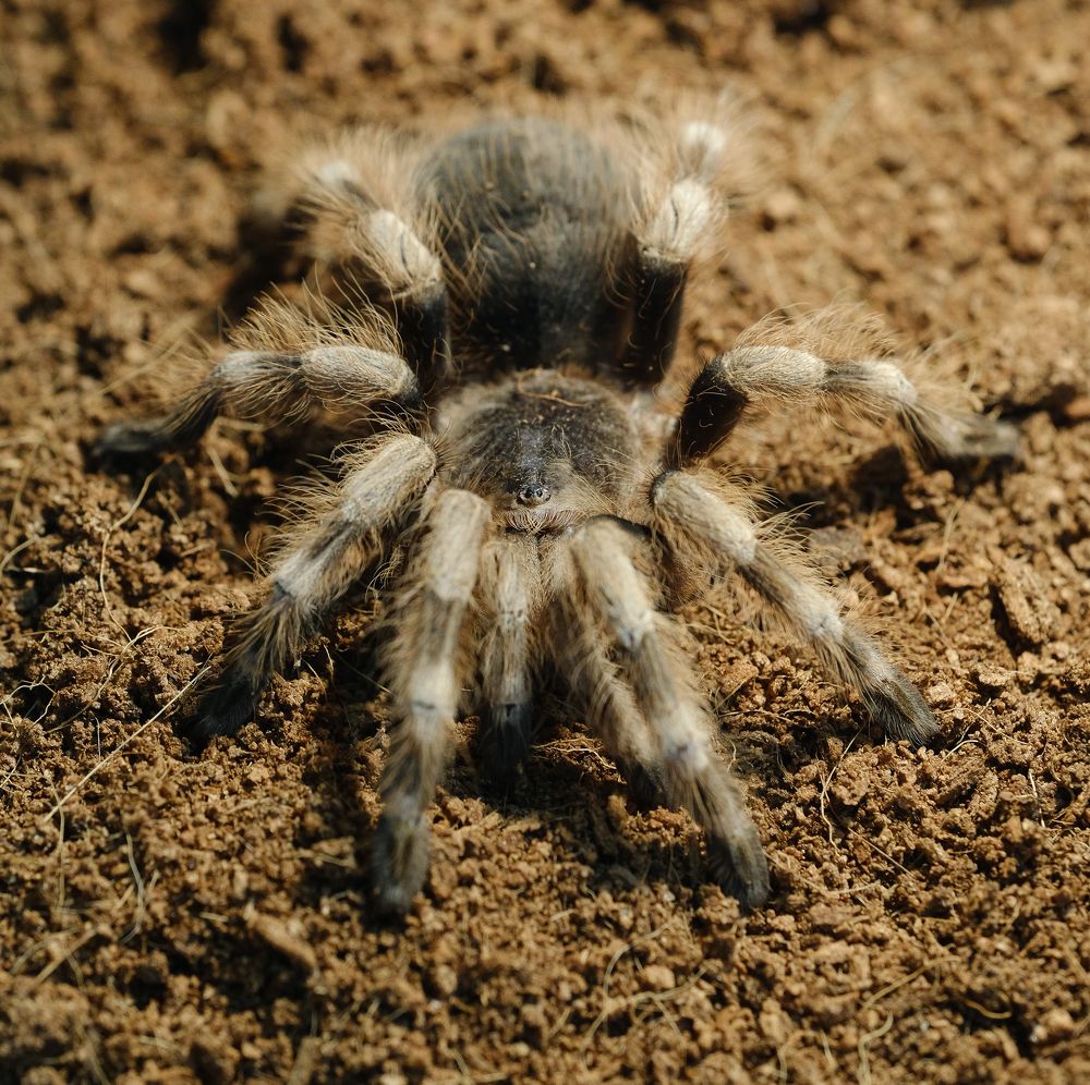 Фотография автора Александр Высоцкий