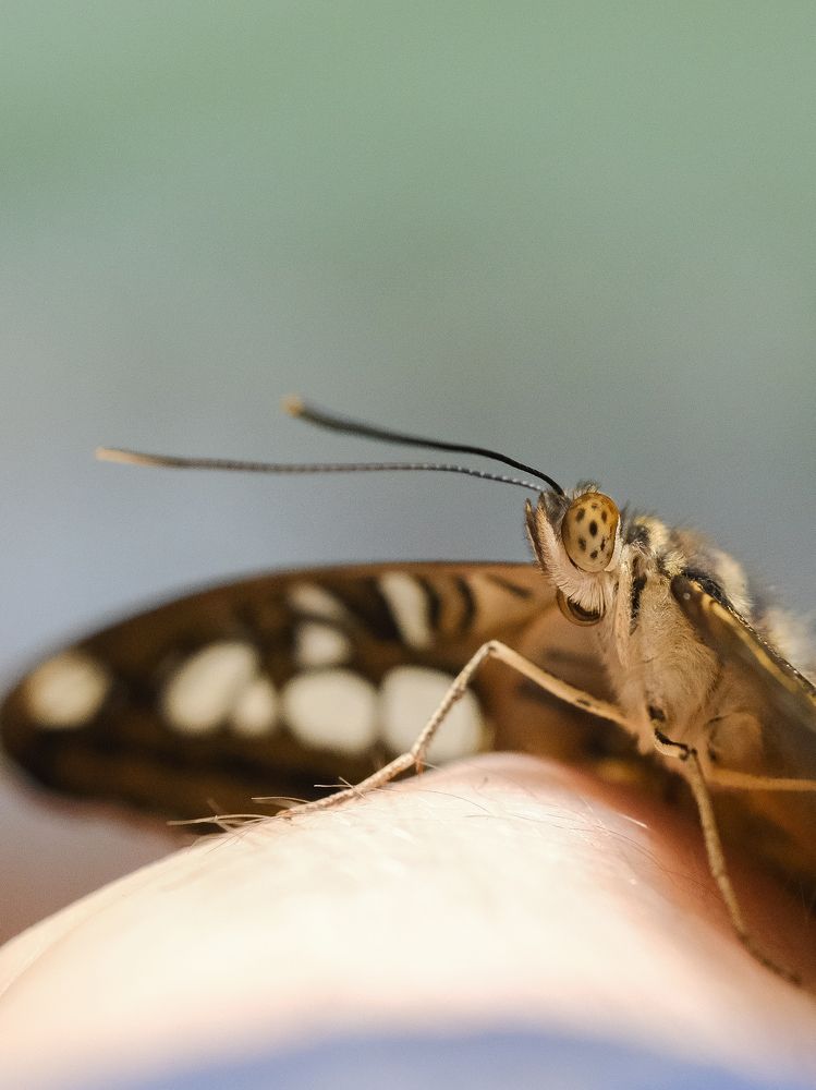 Фотография автора Александр Высоцкий