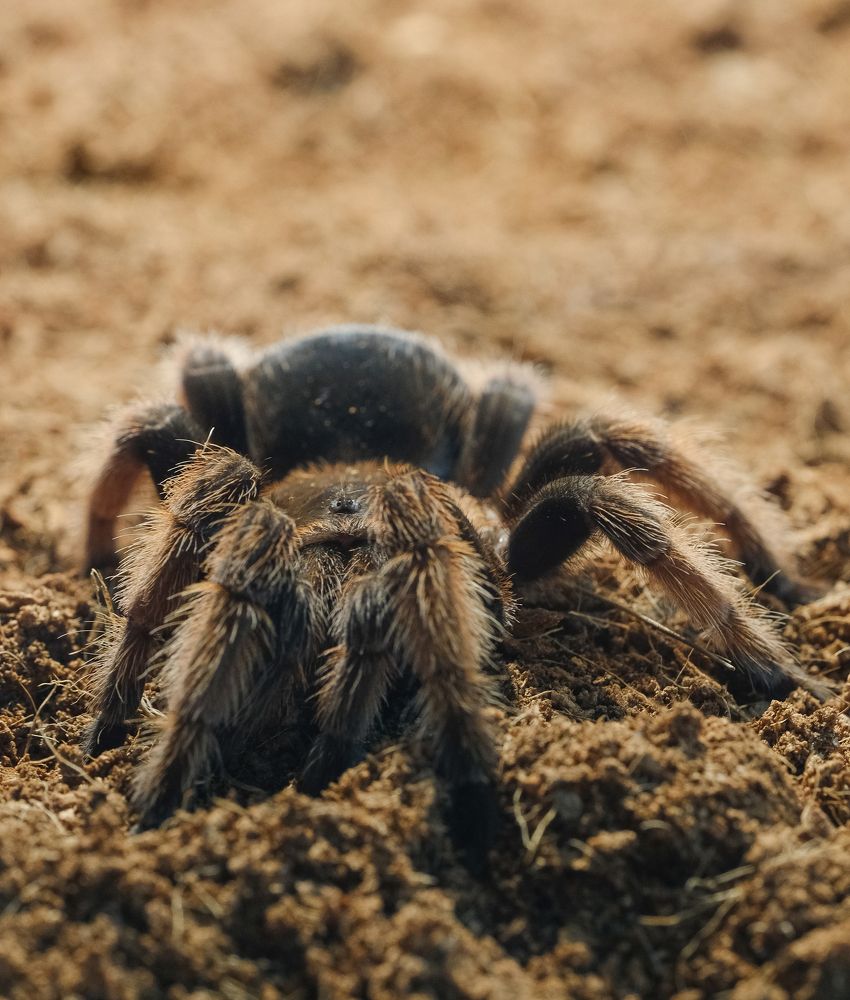 Фотография автора Александр Высоцкий