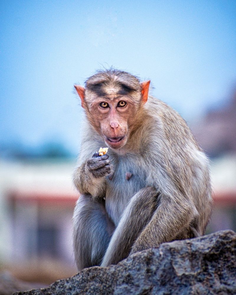 Photograph by Deepak Medisetti
