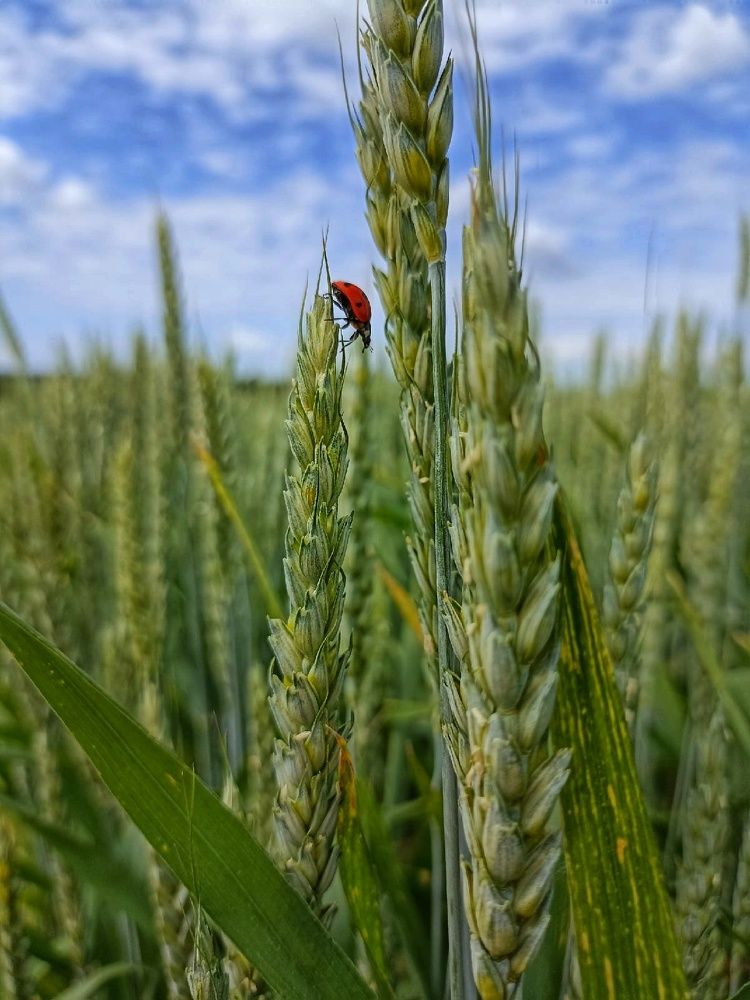 Photograph by Ольга Стариченко