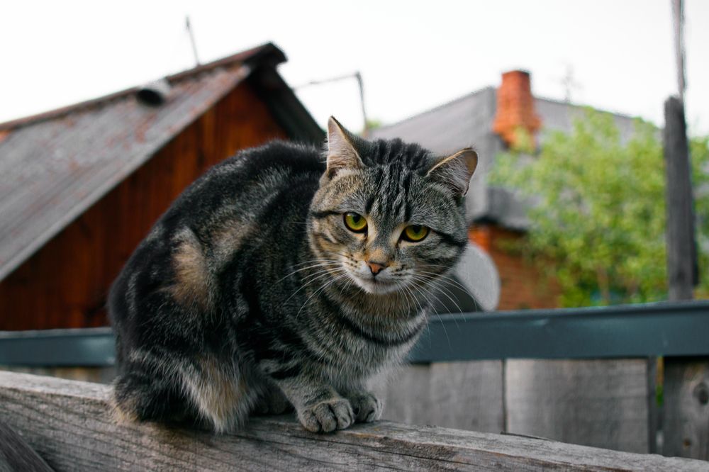 Photograph by Ирина Корнева