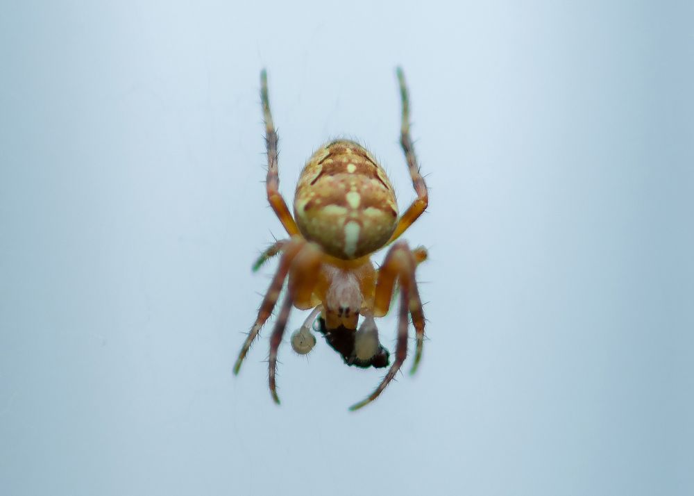 Photograph by Анжелика Сороколетова