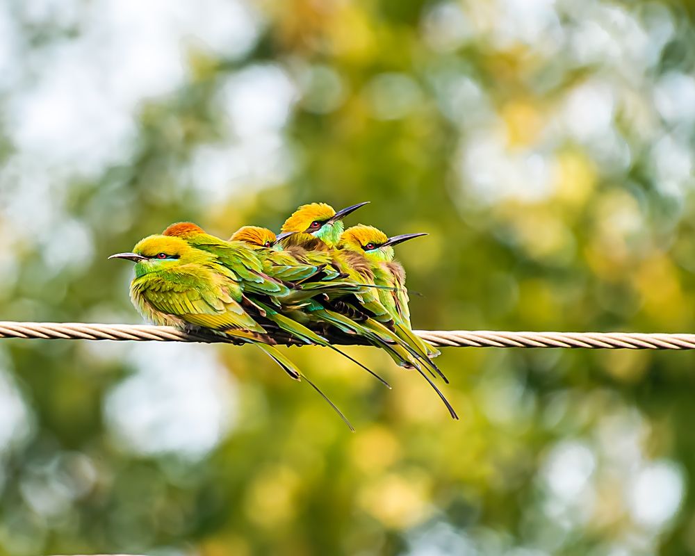 Photograph by Ashit Gandhi