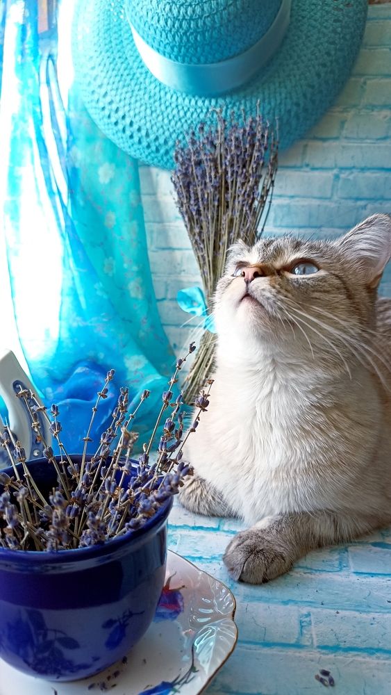 Голубая рапсодия.