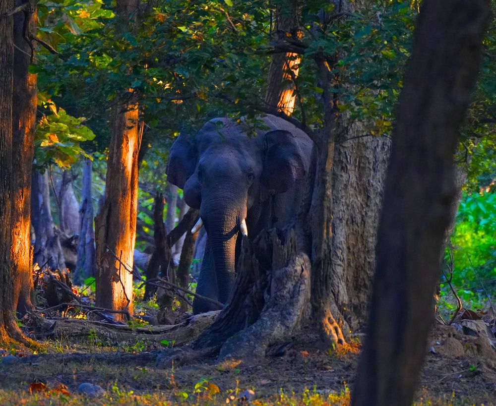 Photograph by ANEESH BHASKARAN