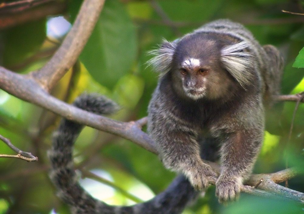 Фотография автора Armando Leonardo Linhares