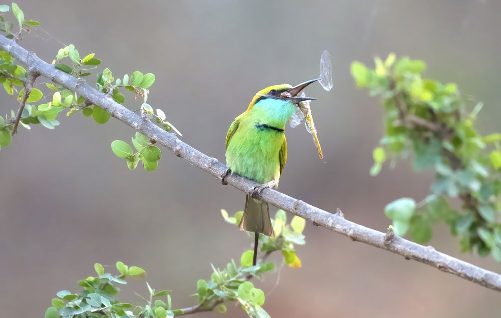 Photograph by SREENIVASA RAO ILLURI