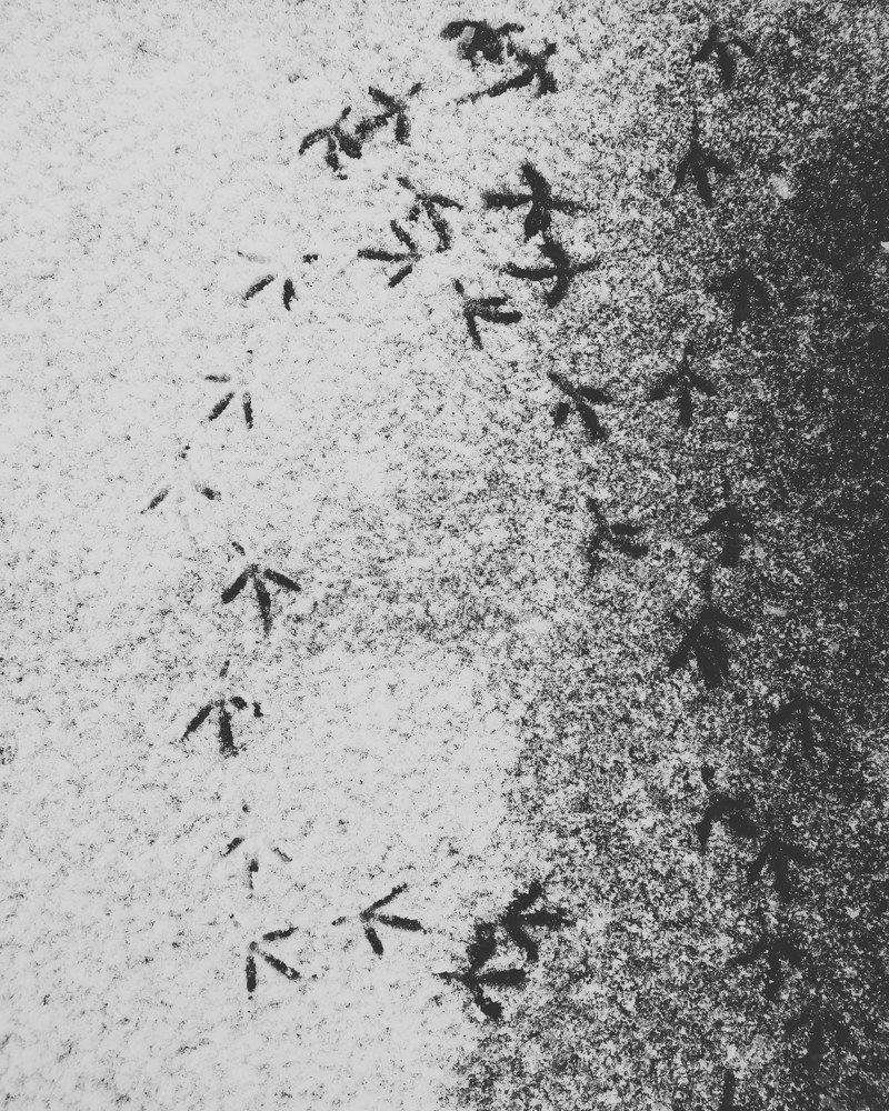 Фотография автора Catherine Shashkova