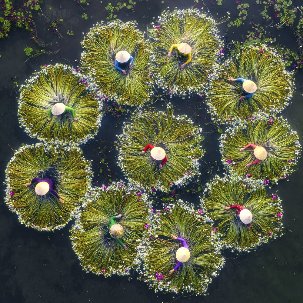 Harvesting water lilies