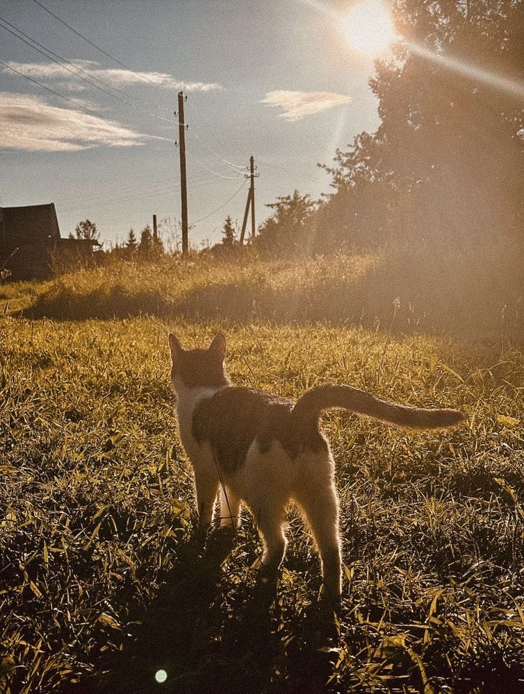 Photograph by Диана Бадеева