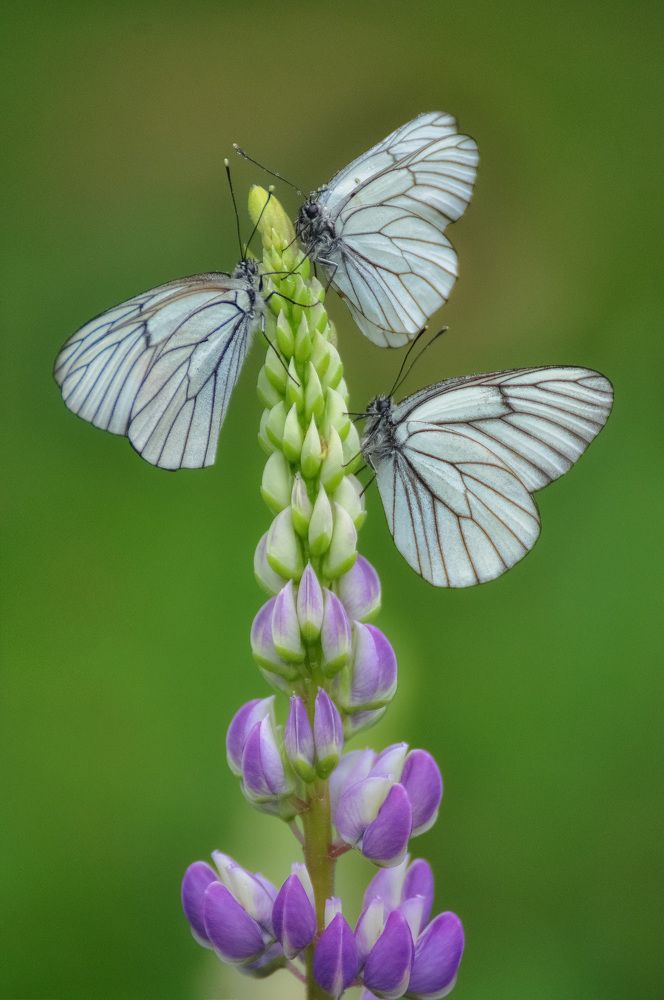 Боярышницы на люпине