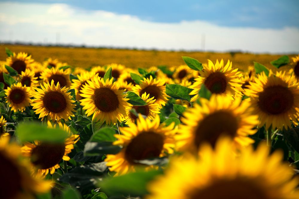 Photograph by Александр Шептикин