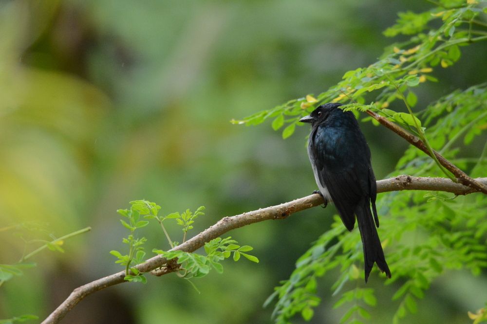 Photograph by G.D.T. Perera