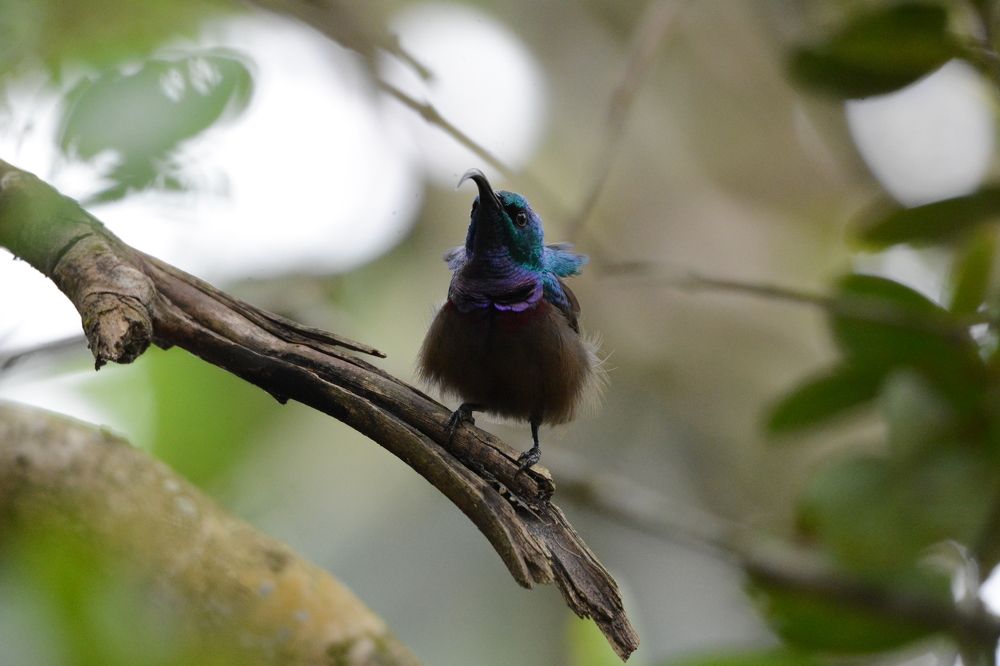 Loren’s sunbird