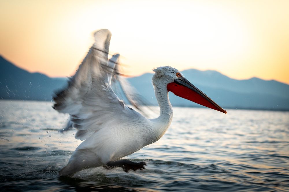 Photograph by Olena Pfister