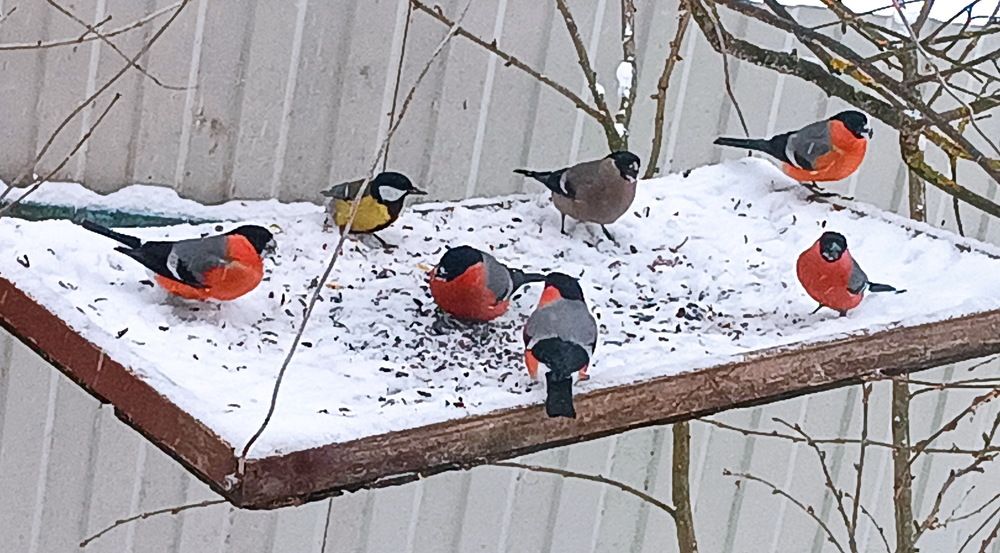 Photograph by вячеслав милов