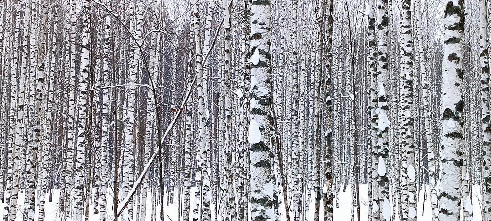 Photograph by вячеслав милов