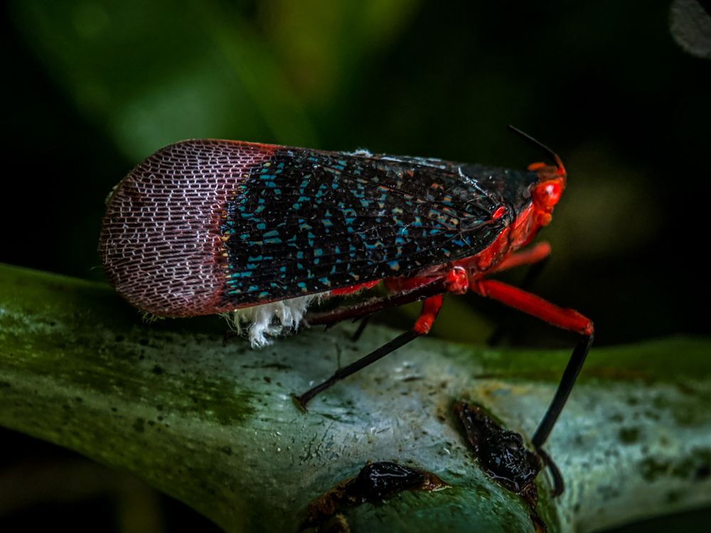 Photograph by sandhya kudli