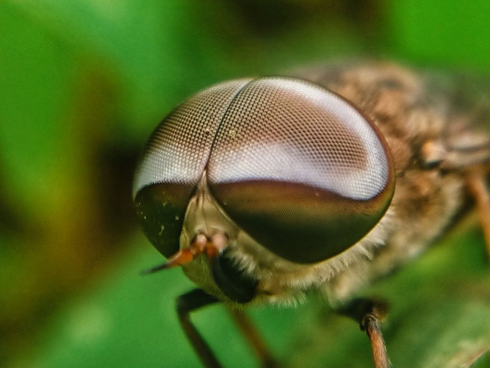Macro Photography