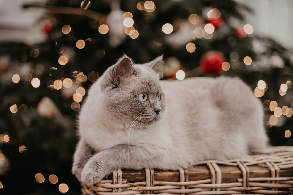 Photograph by Misha Drapak