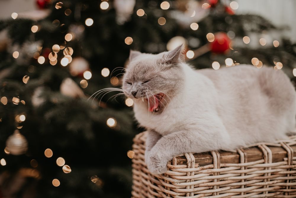 Photograph by Misha Drapak