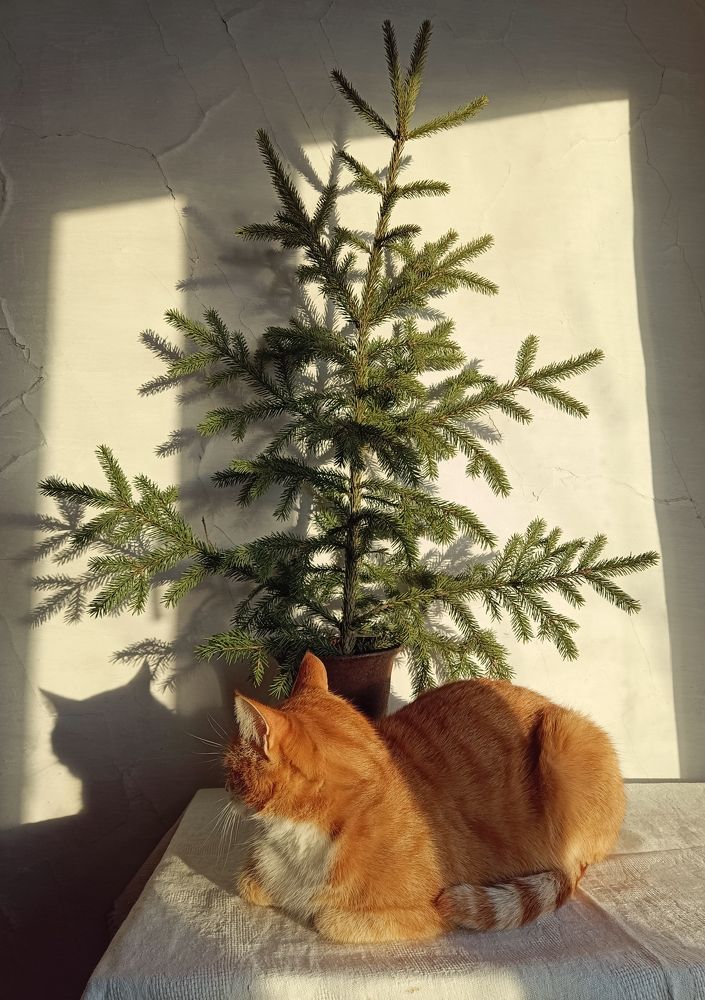 Photograph by Юлия