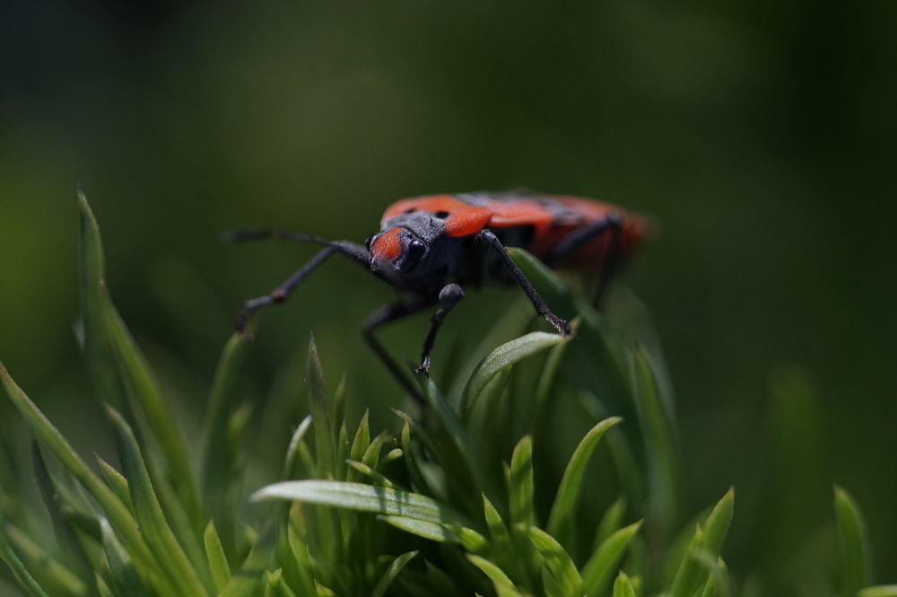 Photograph by Лена Максимкина