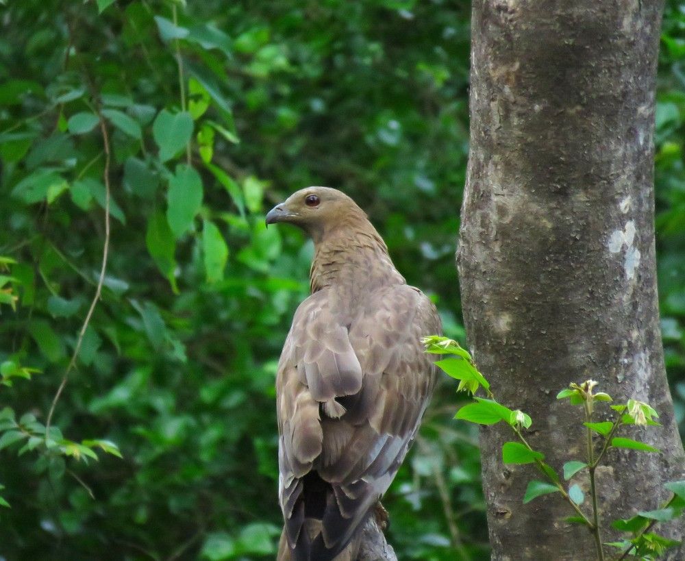 Young Changeable Hawk Eagle