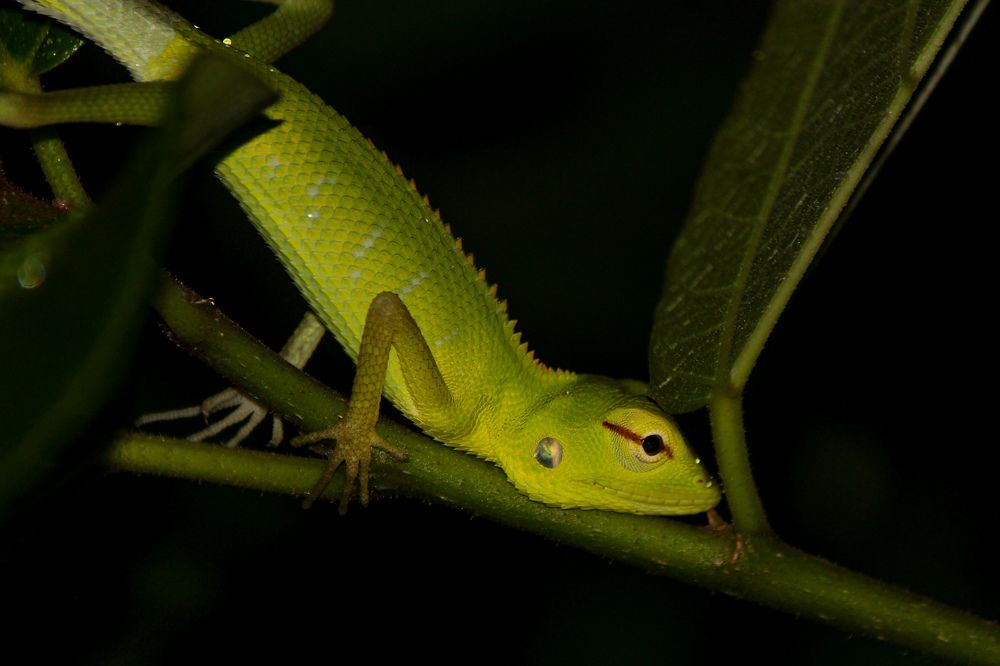 Фотография автора Pallegama Gamage Ruwan Sampath